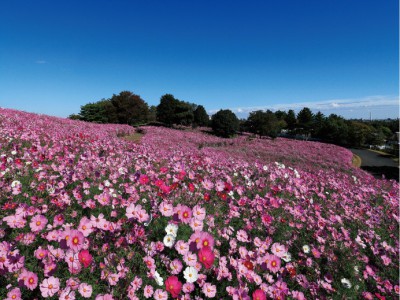 秋桜　昭和記念公園 400x300 シルバーウィークはコスモスを見に行こう